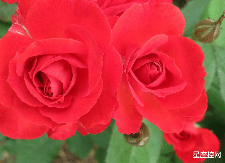 星座控网|九月开门红，接三喜的生肖：事业明朗，生意兴隆，桃花朵朵开