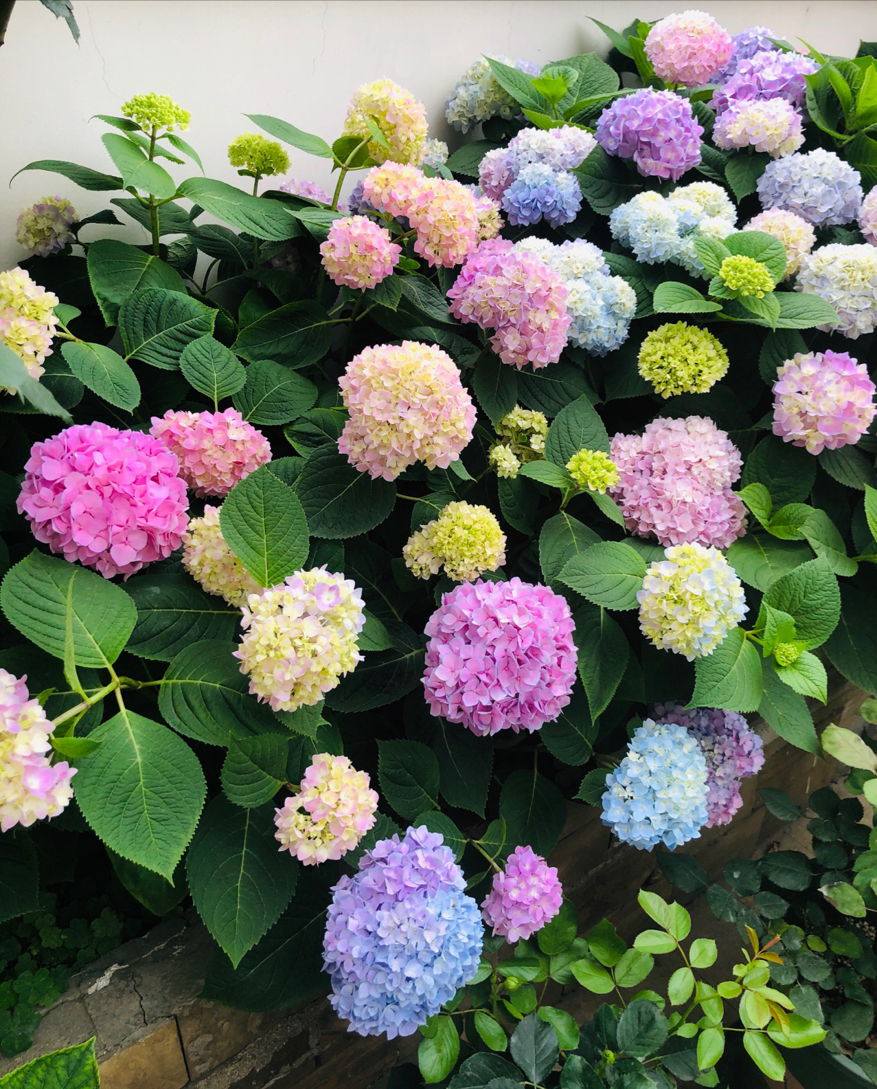 二手房|一年前,买了个200㎡院子,DIY改造成花园,在城市里过上田园生活