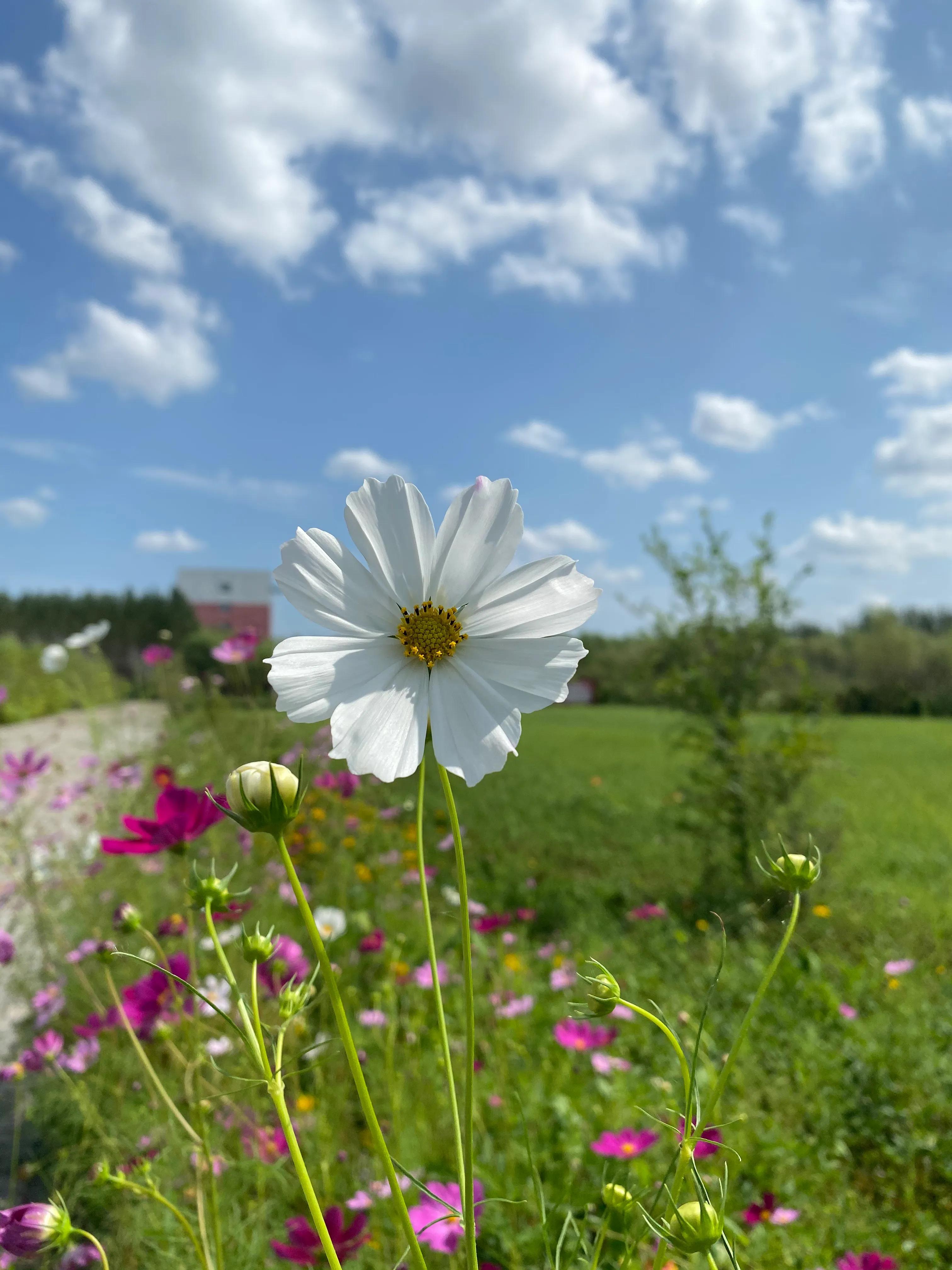 心语美文集|精致唯美的流行句子，每次阅读，都会令人元气满满