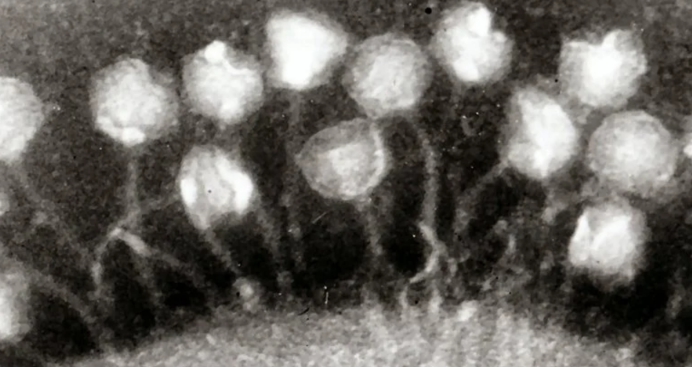 二氧化碳 青藏高原出现史前病毒，它们来自1.5万年前，会威胁人类吗？