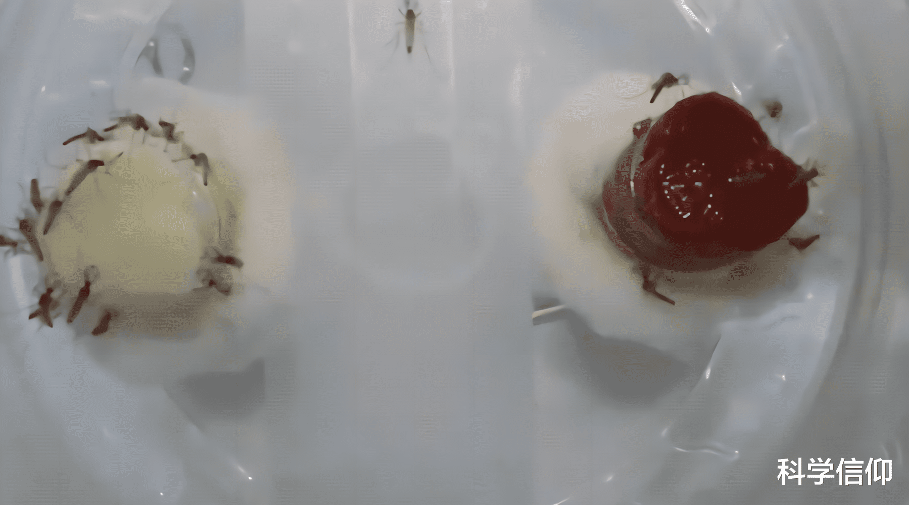 旅行者 蚊子不分公母，其实都爱吸血，只不过公蚊子需要拼死来吸血