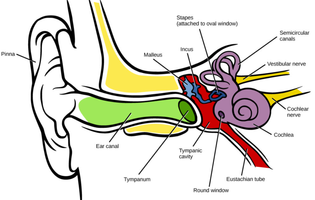 眩晕|头晕是什么病？该如何挂号？医生提醒：病因不同，头晕可分为4类