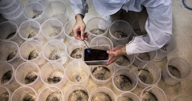 蚊子 每月放飞蚊子3000万?中国神秘项目曝光,一旦成功,造福亿万人类