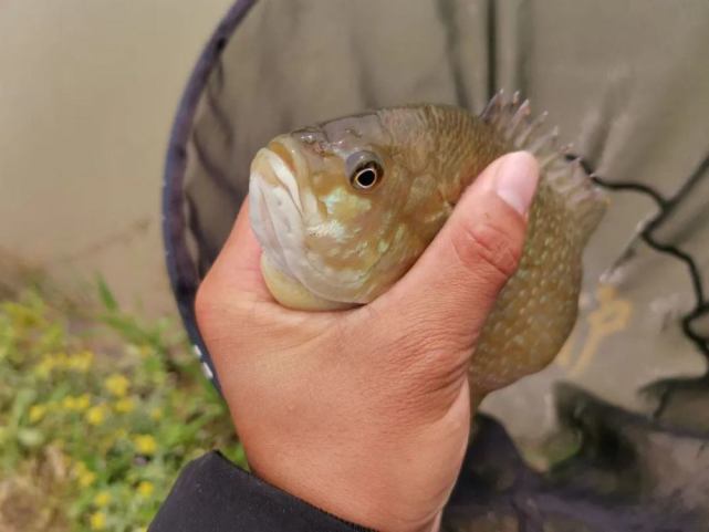 太阳鱼|外来入侵物种“太阳鱼”，虽凶猛，但它注定难以成功