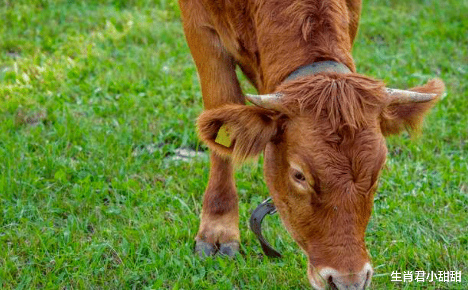 属牛|财运大涨存款多多，属牛人得财神眷顾职场畅通无阻，赚到大钱