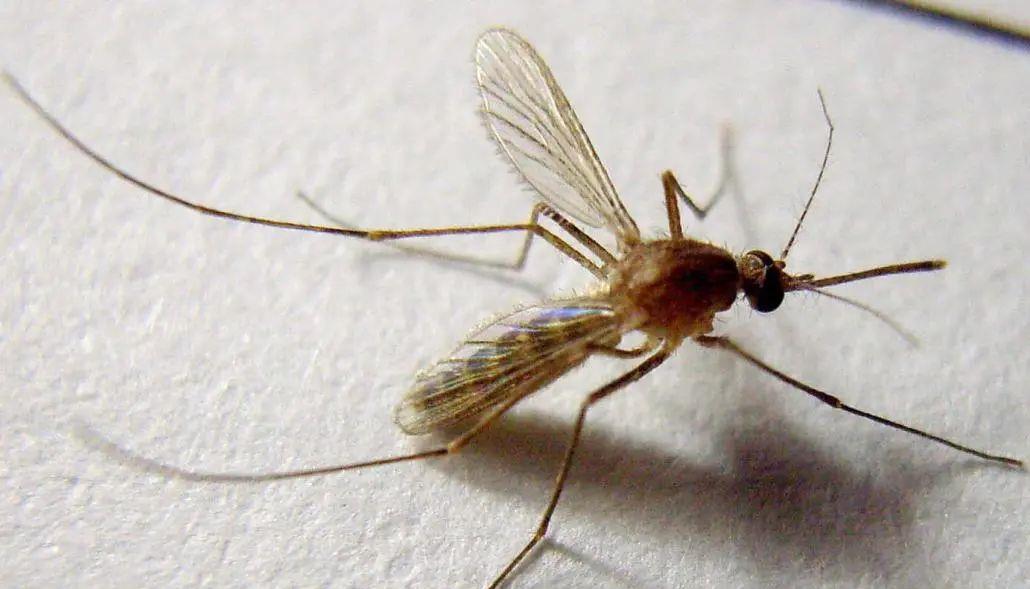 蚊子 为何地球上必须要存在蚊子?如果蚊子在地球上消失,后果会怎样?