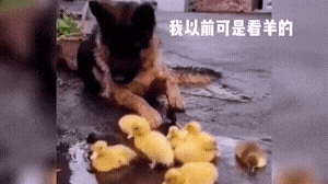 丁剑剑|“你是宁愿被骗走身体，还是愿意被骗走感情？”评论笑喷了，哈哈哈