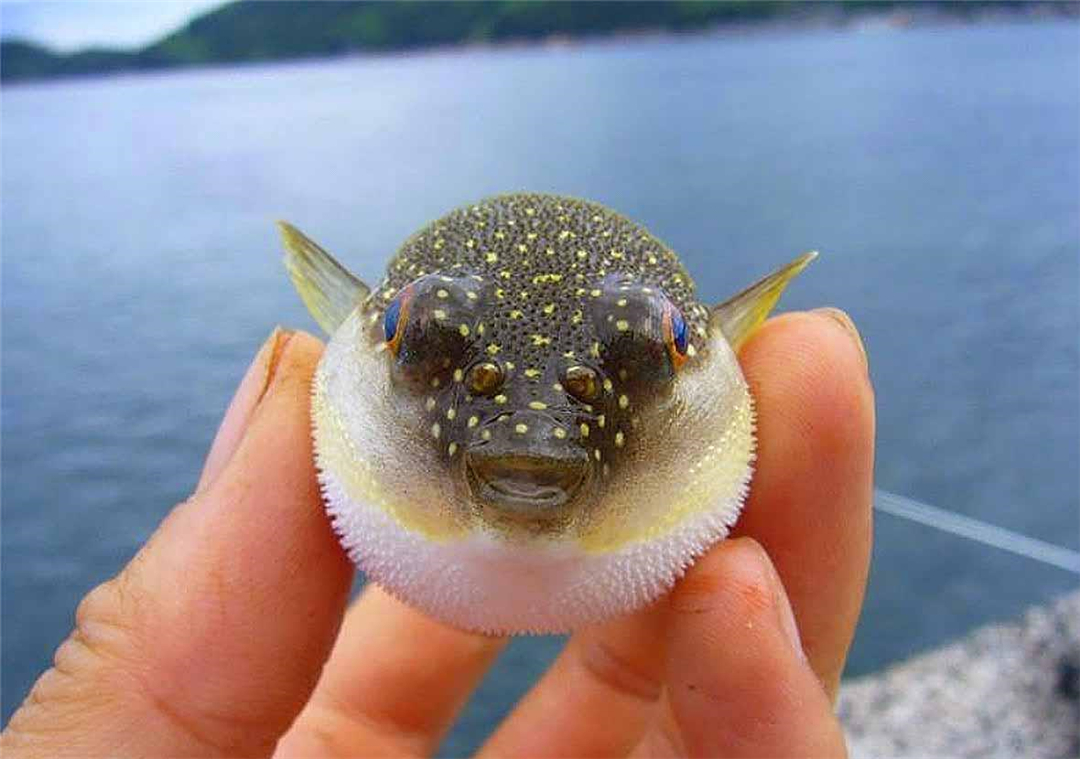  河豚体内的剧毒是怎么来的？为什么明知是剧毒，人类还要拼死吃？