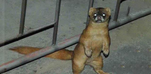 黄鼠狼 黄鼠狼会“摄魂术”、能让人疯癫？真有这么邪门？那该不该保护？