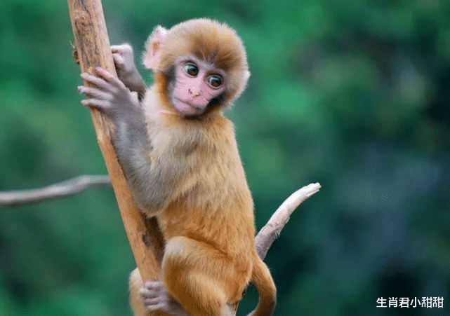 |在赚钱这件事上突然开窍，生肖猴掌握赚钱之道，在职场风生水起