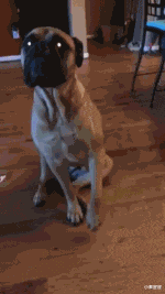 小秦星座|搞笑GIF：本来是个小狗狗，戴上面具变成小猫咪。