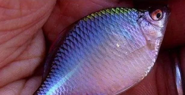 猫狗|农村有一种鱼叫“屎光皮”，过去拿来喂猫狗，现成宠物市场抢手货