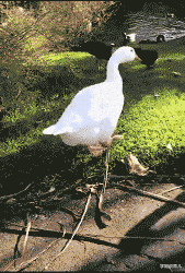 学姐说育儿|“兄弟们，我这是不是要截肢啊...”连腿都截掉最好！！