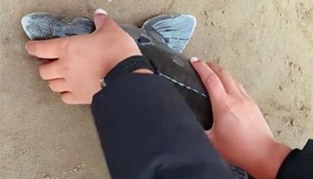 |河北一河中出现大量“中华鲟”，钓鱼人蜂拥而至，还不忘合影炫耀