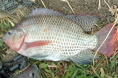 饵料|冬季钓鱼的实用经验分享