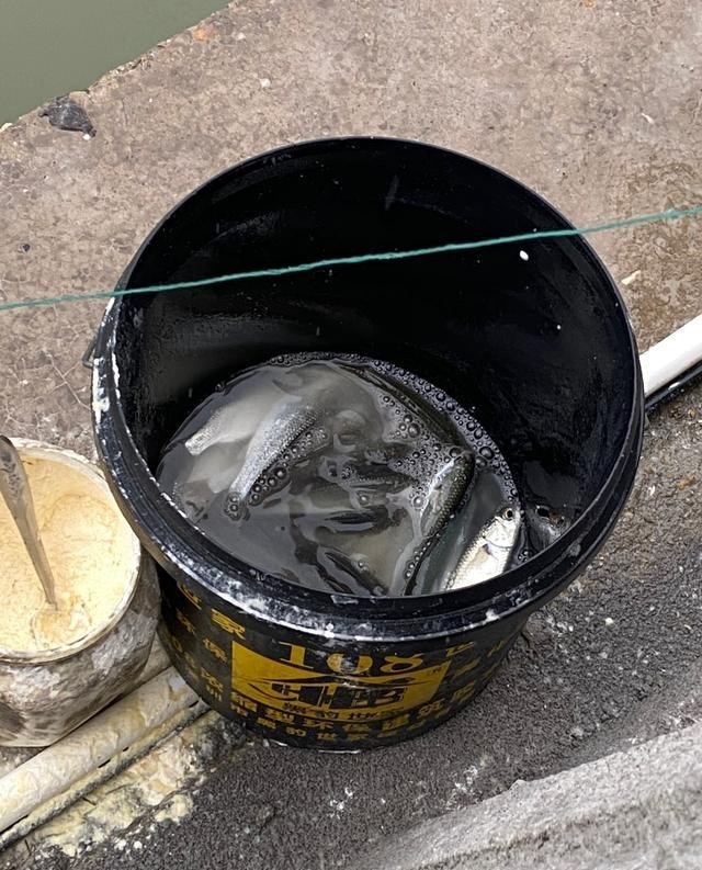 北海|不用鱼钩不用鱼竿也能钓上鱼？广西北海现“新奇钓法”，路人围观