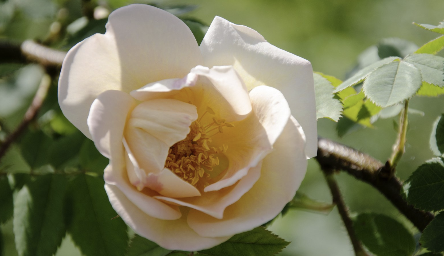 生肖夜读 10月底，时过境迁，姻缘轮回，3生肖桃花再来，旧爱缠绵，解锁幸福