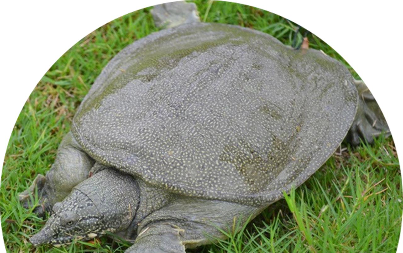 甘蔗|湖南一男子罕见钓获10斤的大王八，老人却让他放生，最终会怎样？