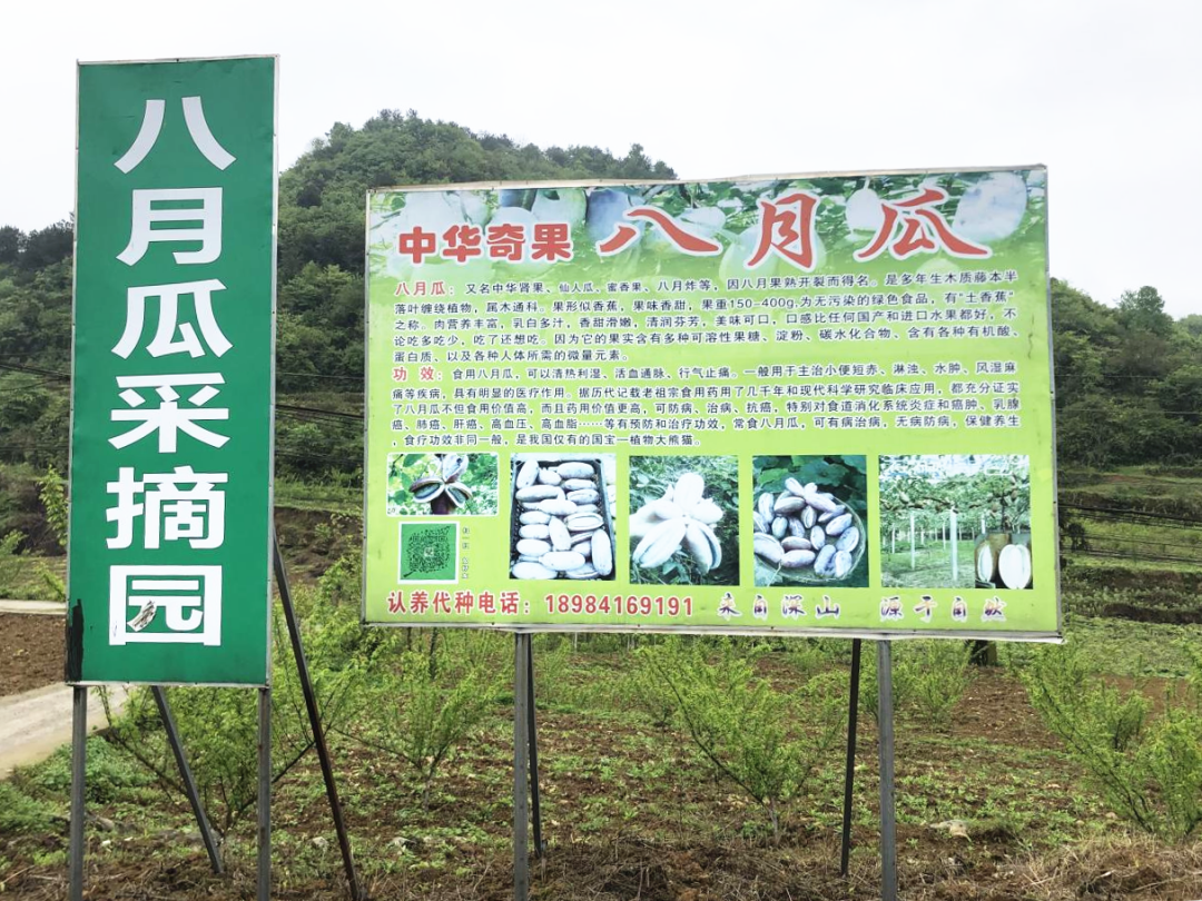 氡泉息烽 息烽县石硐镇：八月瓜开花满园春