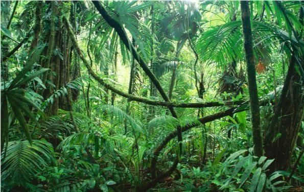 亚马逊雨林有什么，为何被称为人类的禁区，到底有多恐怖？