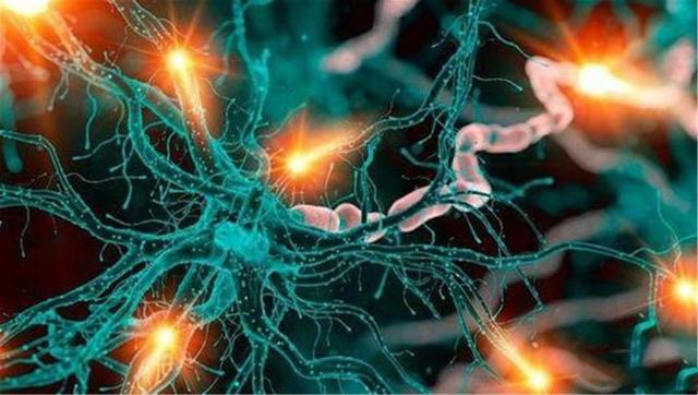 章鱼 章鱼有9个大脑能编辑基因，智商高到无法理解，为何没发展出文明