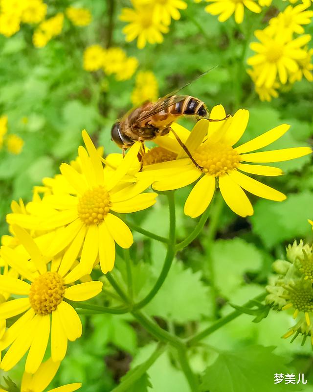 梦美儿|缺点钱没什么,但别缺德