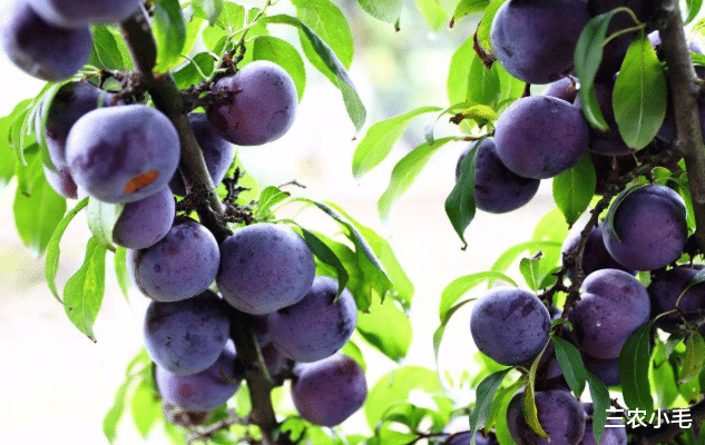 三农小毛 美国李成“没人理”，不到10年从高端水果跌成地摊货，谁来买单？