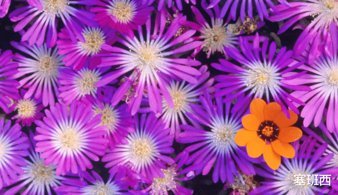 塞班西|今年不建议属龙的朋友，去过做过大的一些投资。