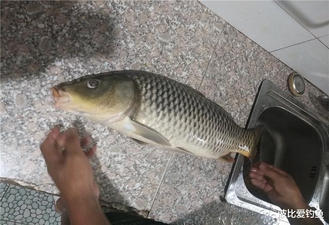 广东省|广东男子用“烟屁股”钓鱼，真有鲤鱼来咬钩，网友：这鱼不能吃