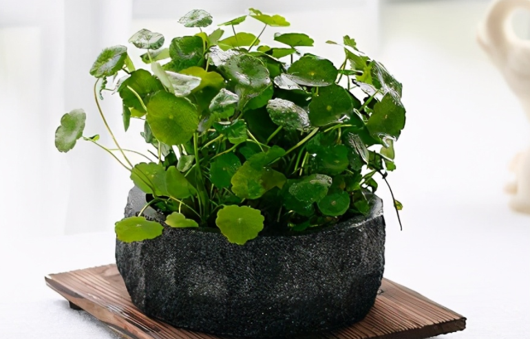 三轮车|人过五十，该装就装