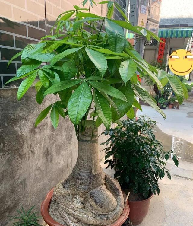 京跃伟哥|四大“长寿花”，家里有老人，至少养一盆，旺财、旺运还健康！