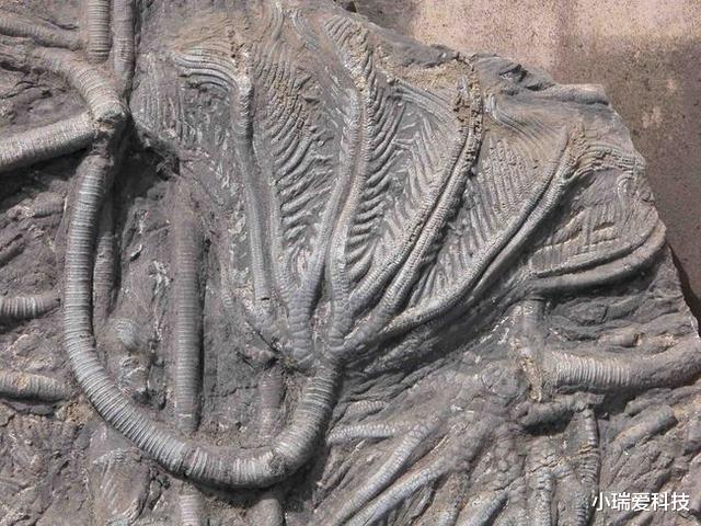 陨石 陨石中存在“螺丝钉”?并有3亿年历史,难道是外星人留下的痕迹