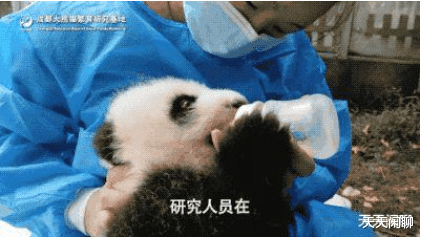 科学家 人类为什么要建立大熊猫精子库人工受精熊猫?