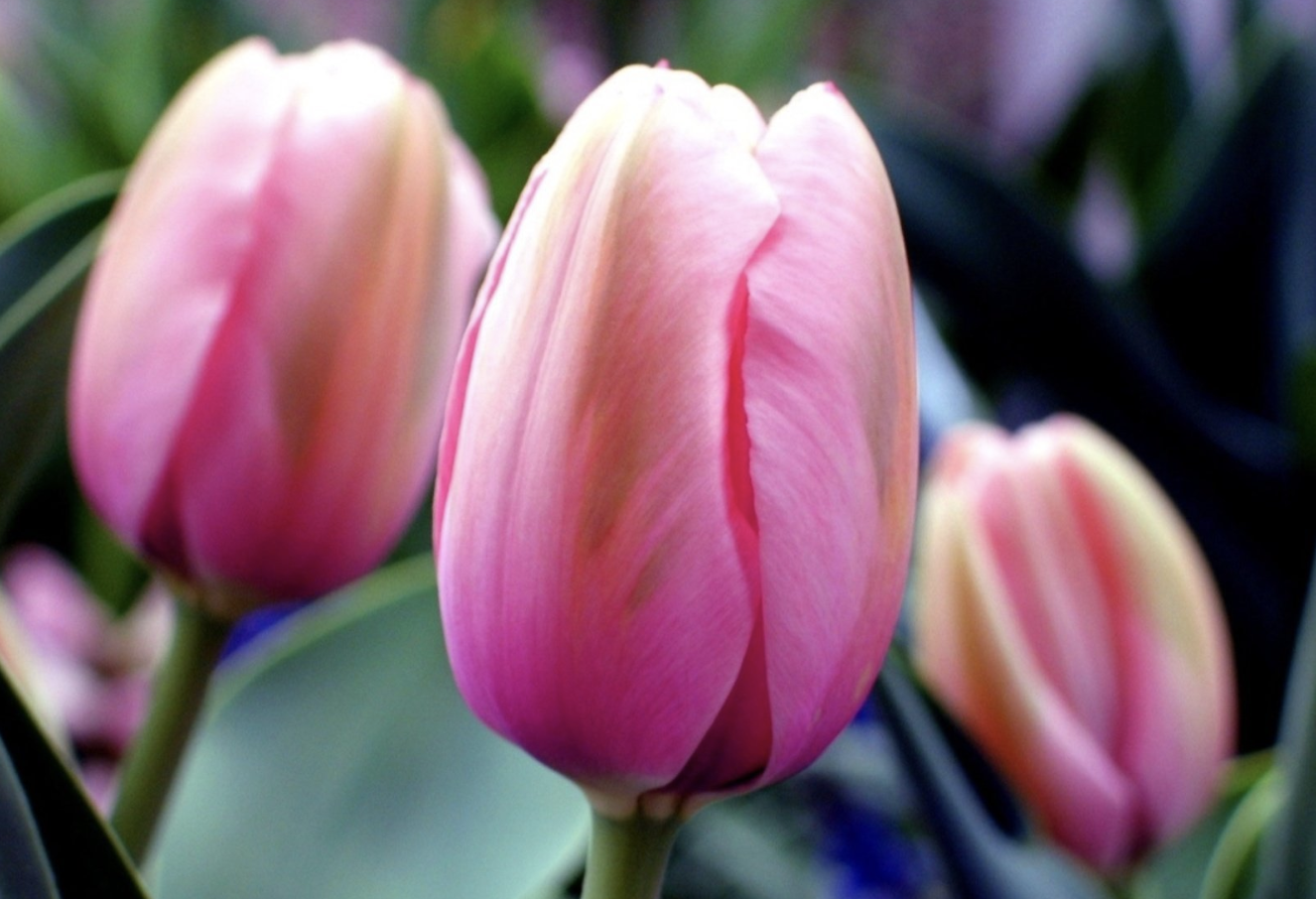 生肖夜梦|7天内，情缘万缕千丝，前任无双，3生肖心中装满思念，破镜重圆