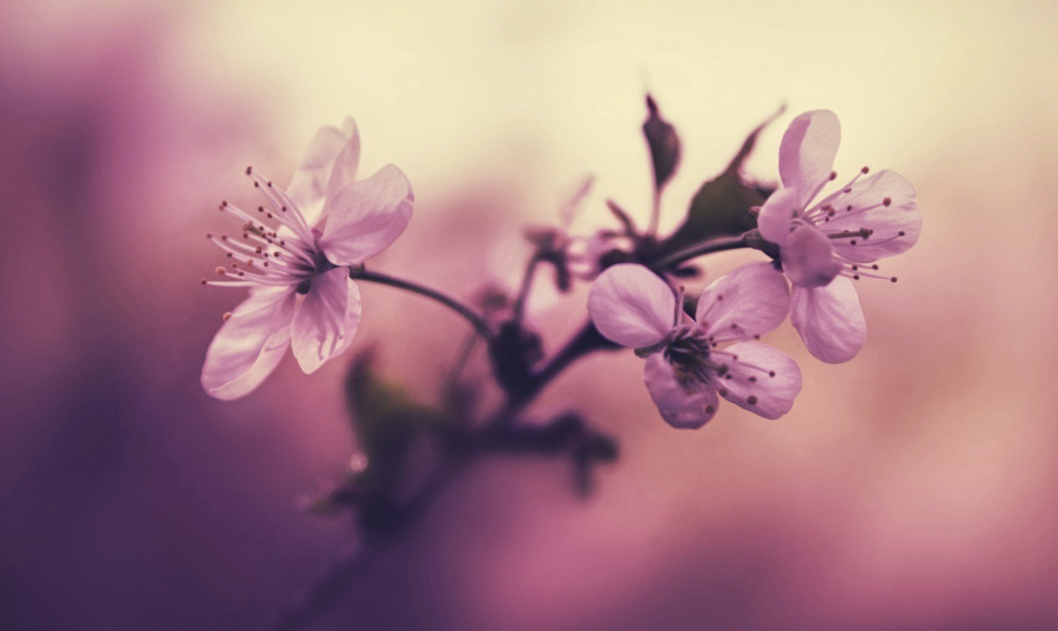 生肖夜梦|8月，桃花纷纷，爱情回归，倾诉衷肠，3生肖余生相爱，不离不弃