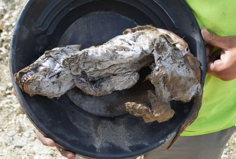 遗骸 北极永冻土现5.7万年前生物遗骸，尖牙清晰可见，人类应提高警惕