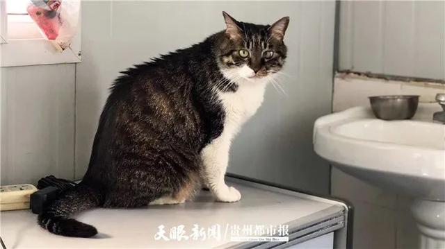 贵州都市报 这是捆绑消费？领养流浪动物交保证金引争议，宠物医院：事关责任