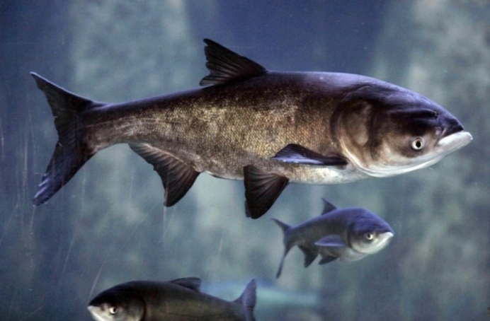 |114斤!中国长不大的“胖头鱼”在美国破纪录,它是怎么做到的?