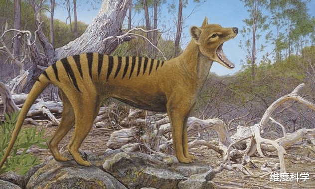 澳洲 人类眼睁睁看着灭亡的动物，刚颁布法律保护，美国几天就灭绝了