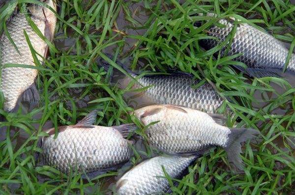 邯郸|水库垂钓总没渔获，这些技巧试一试，想要空军都难