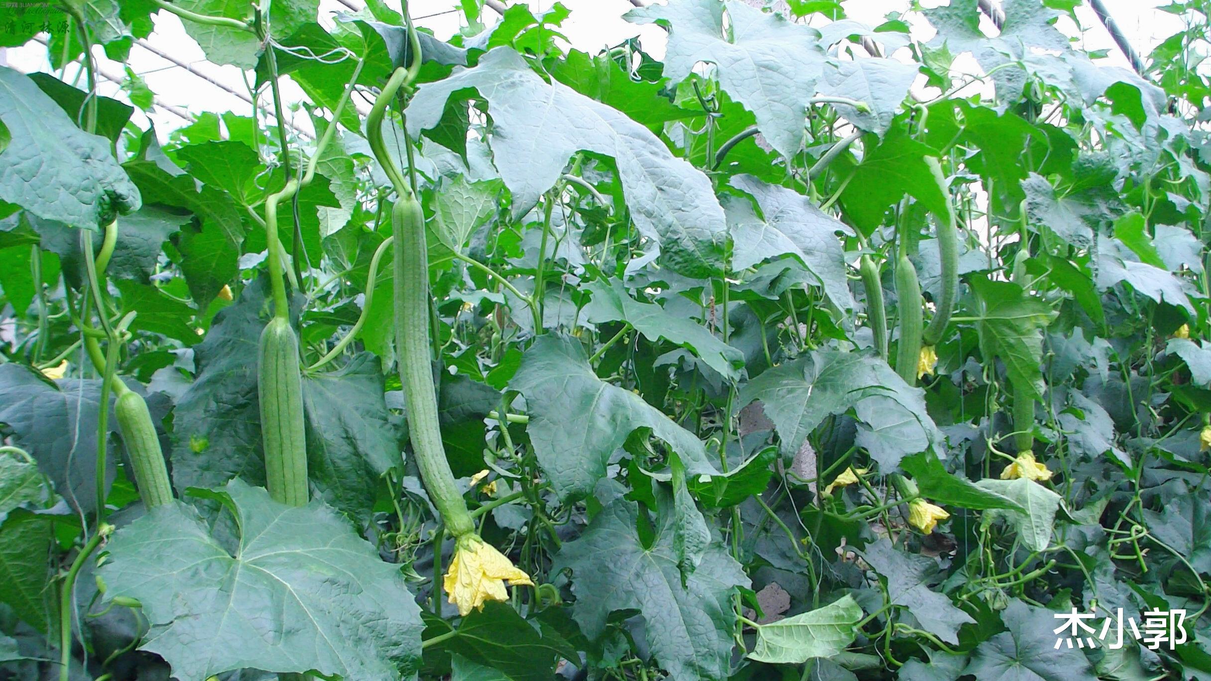 养生|老菜农告诉你,这6种蔬菜可以多吃,农药打得少,尤其是最后两种