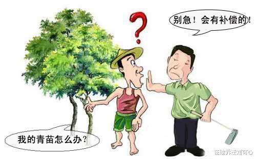 征地拆迁刘可心 农村土地征收时青苗补偿也要有,因为也是一笔不菲的补偿