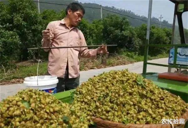 儿时爱吃的野果,但不受农民重视,如今一斤60元,吸引大量种植