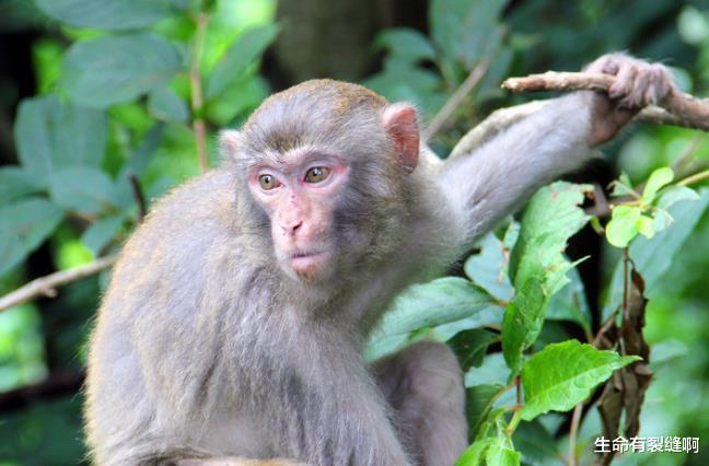 生肖|出生啥生肖的人,今明两年,事业有奔头,得财神庇佑