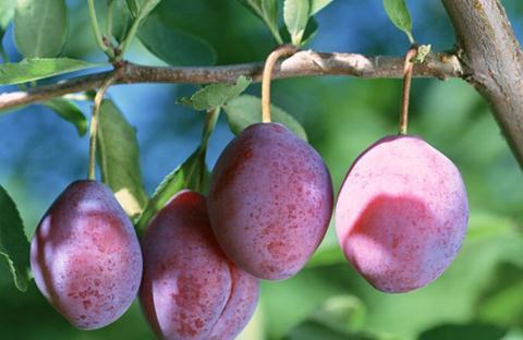 尿酸|建议:肝不好的人,这6种水果可以多吃点,或能帮助修复肝功能