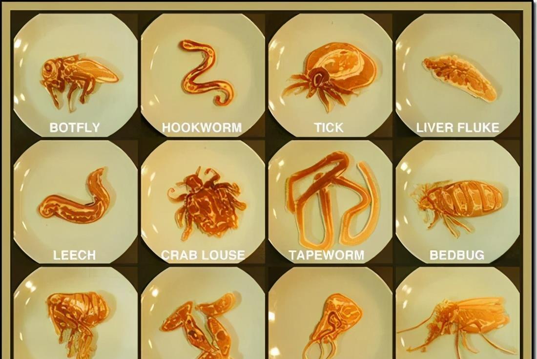 蝙蝠 科学家早就给出答案:人类消灭蝙蝠会造成怎样的毁灭性后果?