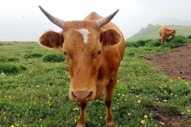 你的模样|几月出生属牛人有才气有福气？来日能做个有钱人