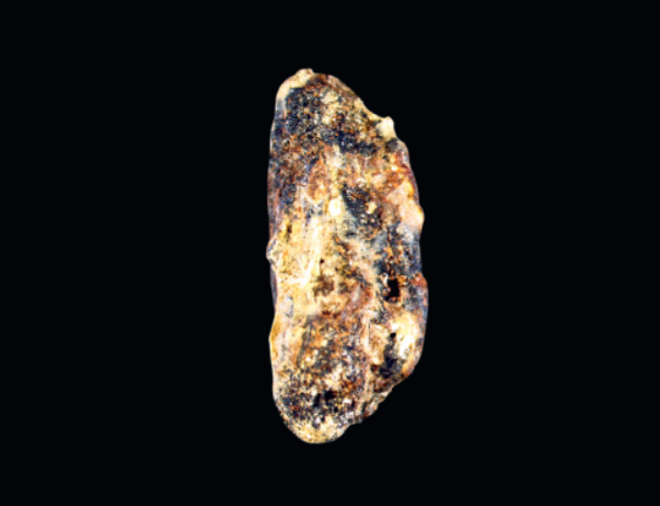 金华浦江微讯 万年稻米?！首次进京！惊艳全国！