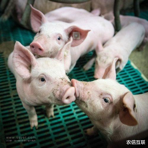 比特币 20日猪价有反弹迹象，3个好消息，猪价要翻天上涨？机构：6-8月