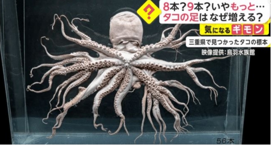 韓國出現“異種”！漁民發現32條腿的章魚，是核輻射導致的嗎？-圖2